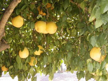 Fruit tree