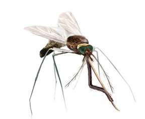 Mosquitopic1